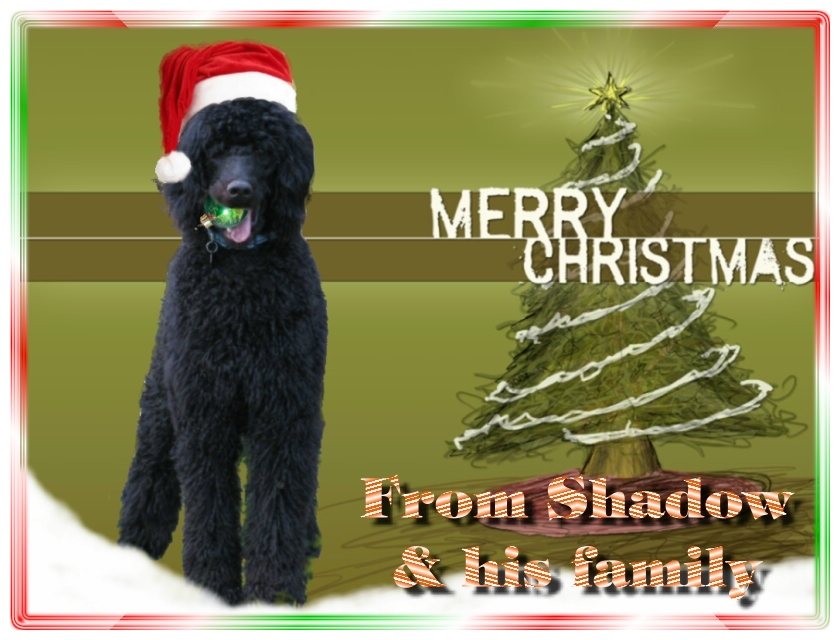 Name:  shadow-christmas-card-3.jpg
Views: 34615
Size:  291.5 KB