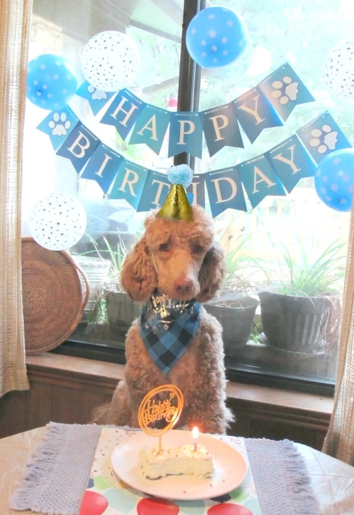 Name:  Shiloh-birthday2.JPG
Views: 1515
Size:  172.6 KB