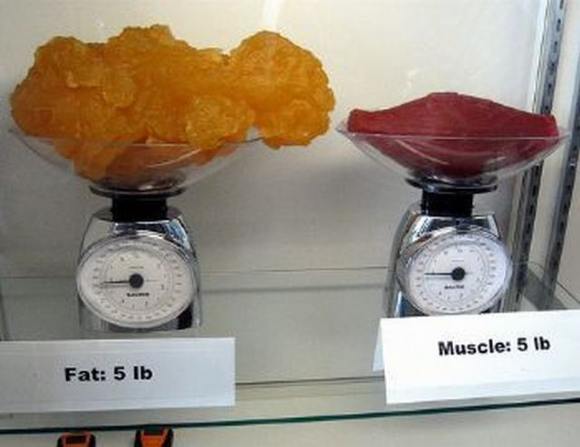 Name:  Fat and muscle..jpg
Views: 3333
Size:  27.6 KB