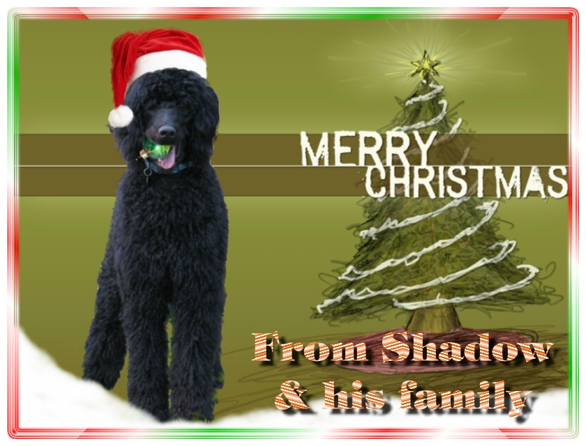 Name:  shadow-christmas-card-3.jpg
Views: 34982
Size:  291.5 KB