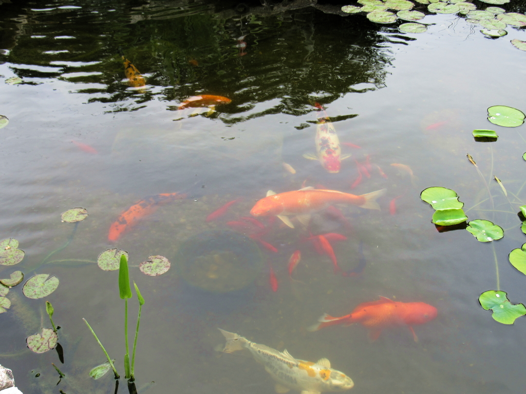 Name:  pond-fish.jpg
Views: 20315
Size:  648.7 KB