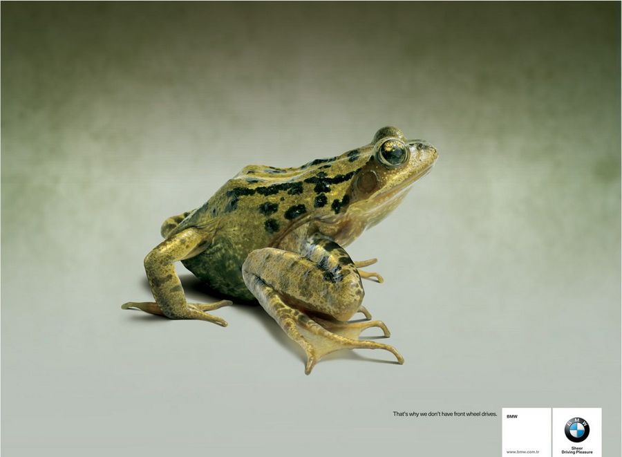 Name:  frog.jpg
Views: 4076
Size:  45.8 KB