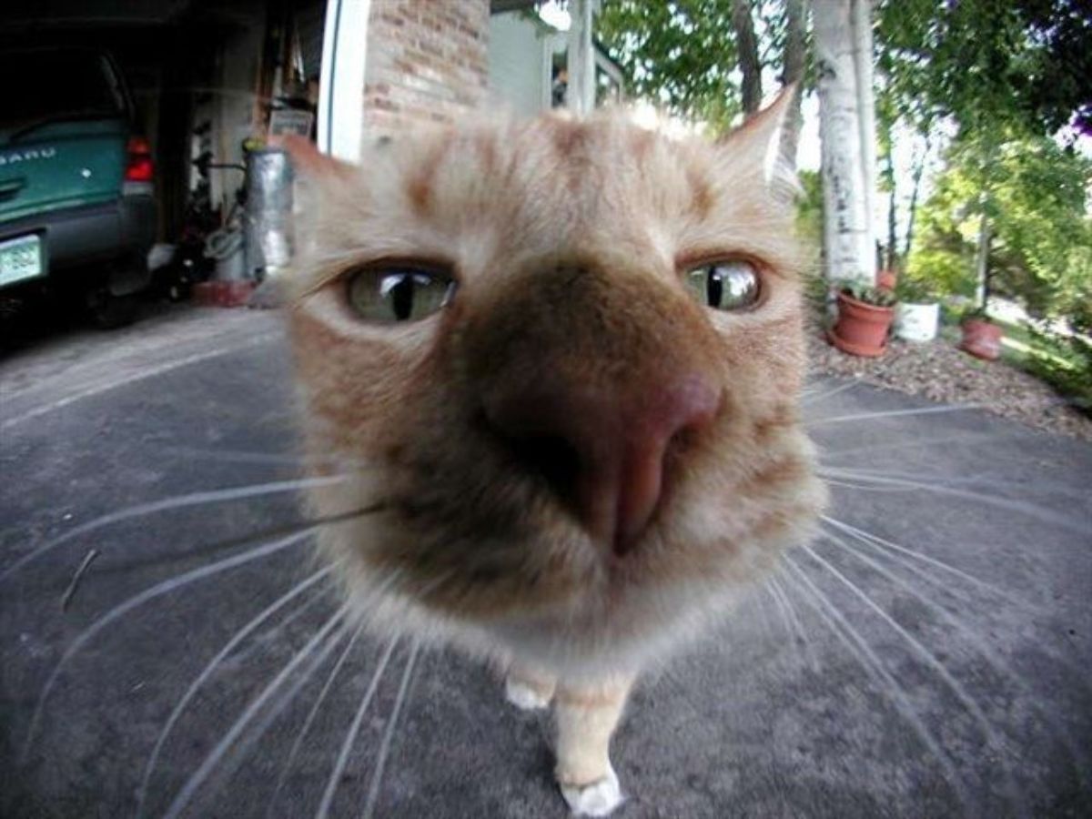 Name:  Cat_Fisheye.jpg
Views: 5448
Size:  124.2 KB