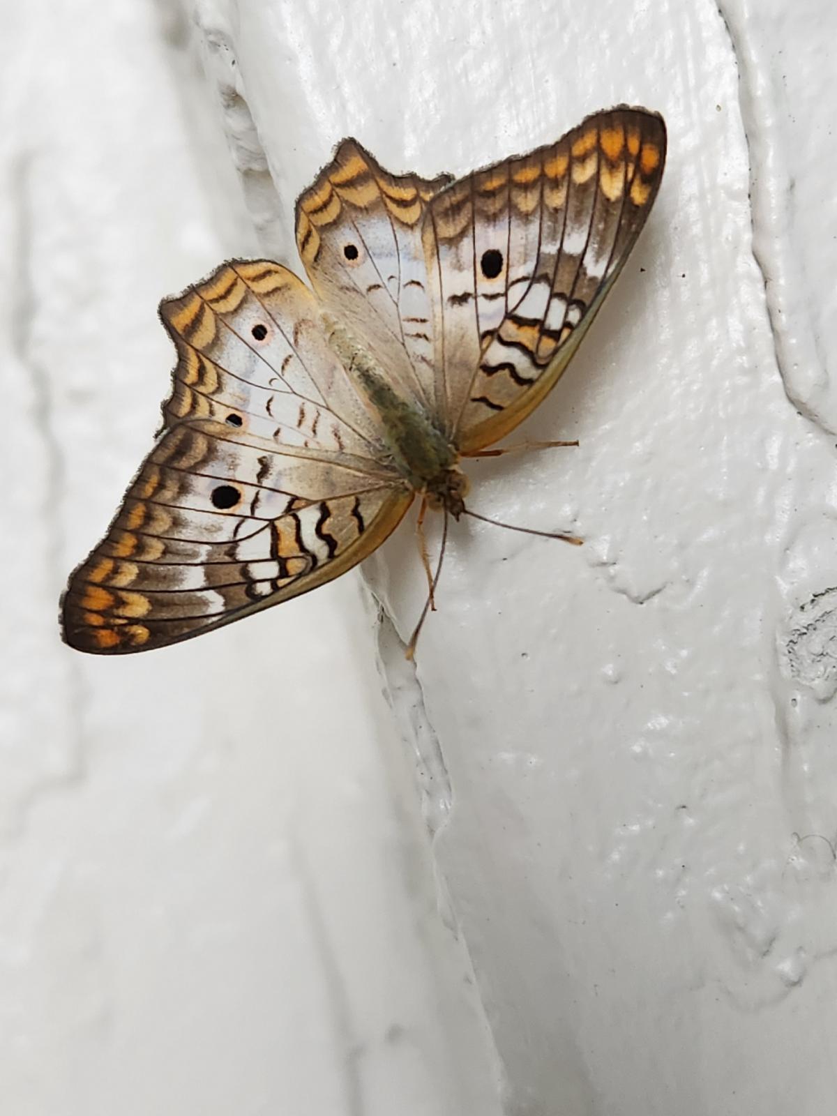 Name:  moth.jpg
Views: 876
Size:  131.9 KB