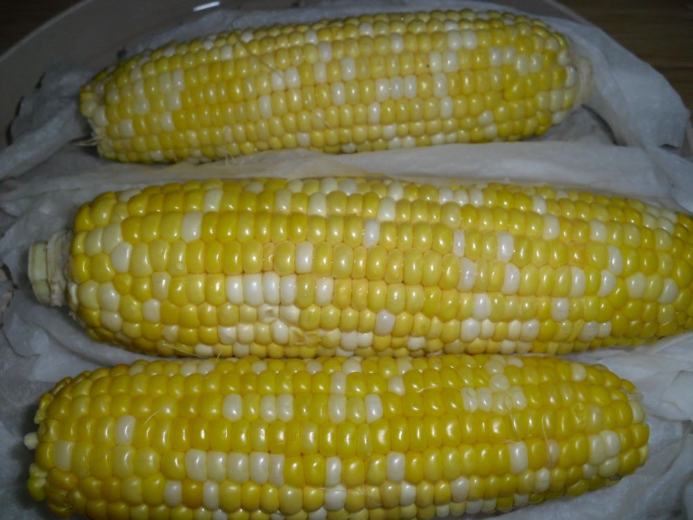 Name:  Corn 1.JPG
Views: 562
Size:  94.5 KB