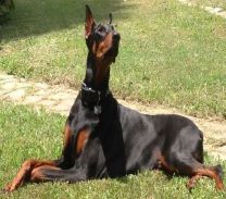 Dobie Dog's Avatar